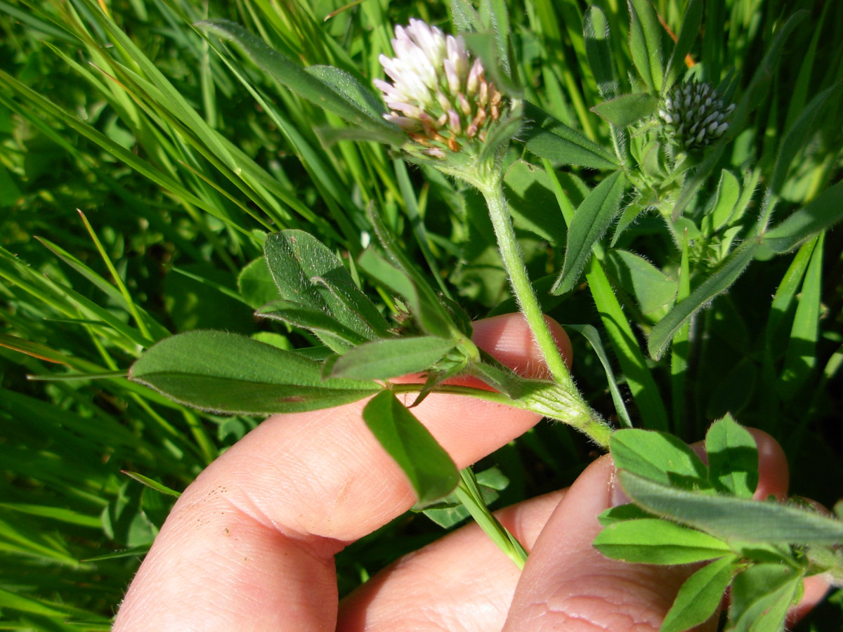 Trifolium squamosum L.